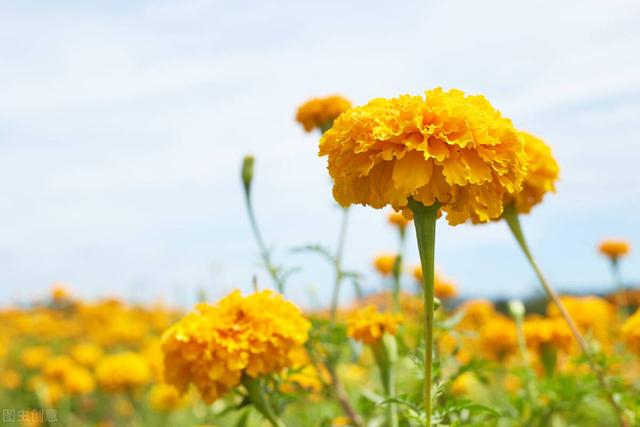 谷雨催花事，心静一样好时光