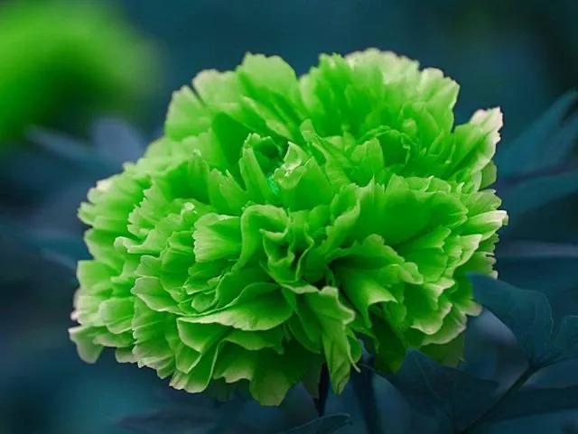 牡丹、芍药大比拼，到底谁最美
