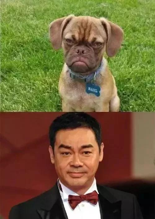 黄渤和柴犬撞脸图片图片