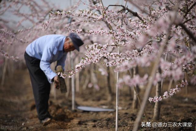 桃树年后如何施肥花多果多，3个科学施肥技术要记牢，省肥效果好