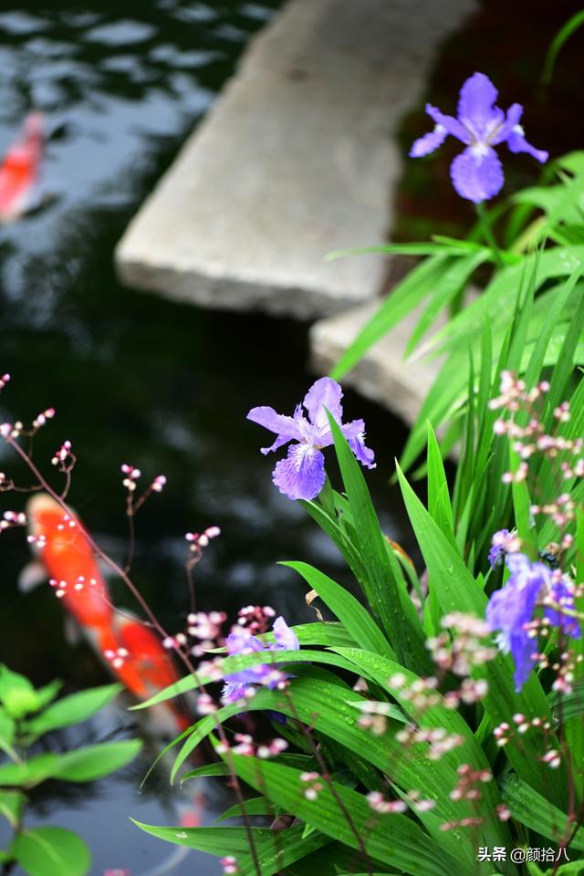蝴蝶花图片