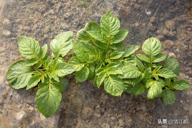 “死草不死洋芋”除草剂及配方有哪些？最厉害的除草剂是什么2