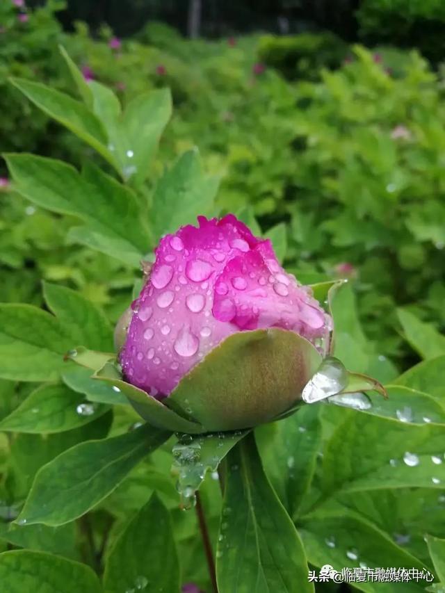 雨后河州牡丹 水珠欲滴 太美了