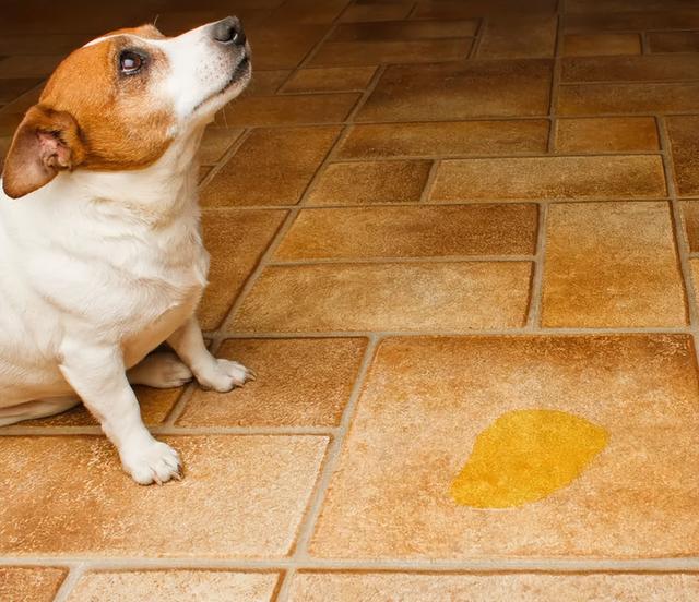 狗狗尿的尿特别黄是怎么回事(狗狗长期尿黄是怎么回事)-艾拉养犬