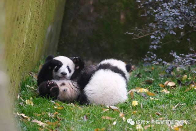 成都大熊猫基地在哪