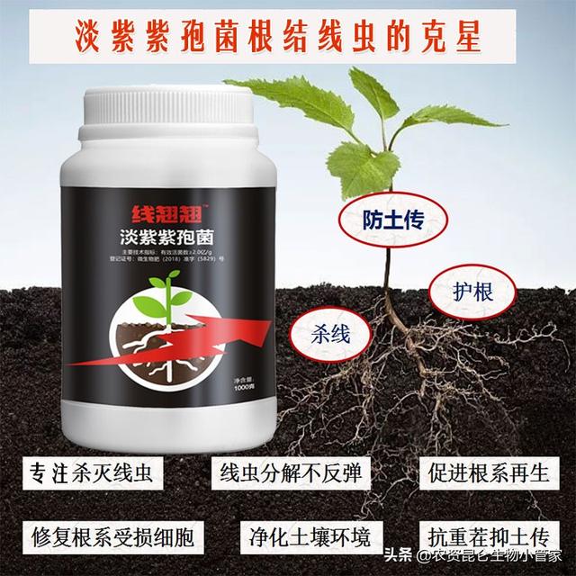 黄瓜种植怎么防治根结线虫病？黄瓜根结线虫病的有效用药哪种好2