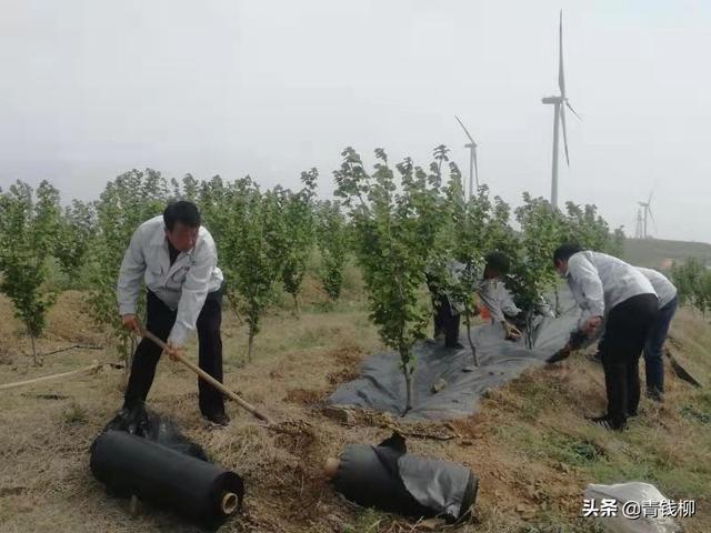榛子树 榛子树（榛子树的修剪） 生活