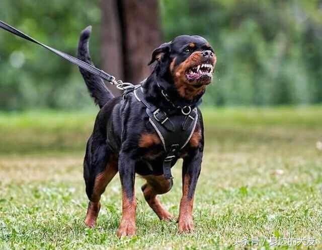 罗威纳犬怎么训练得很凶猛(罗威纳犬护卫训练教程)-艾拉养犬