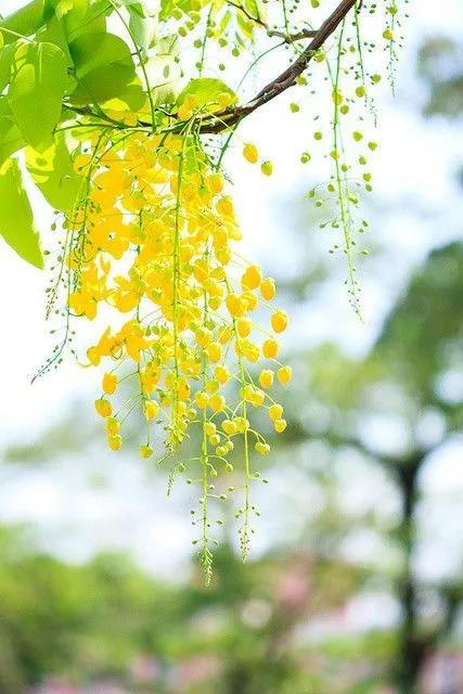 鲜花盛开，五颜六色，姹紫嫣红，一起来欣赏美景吧