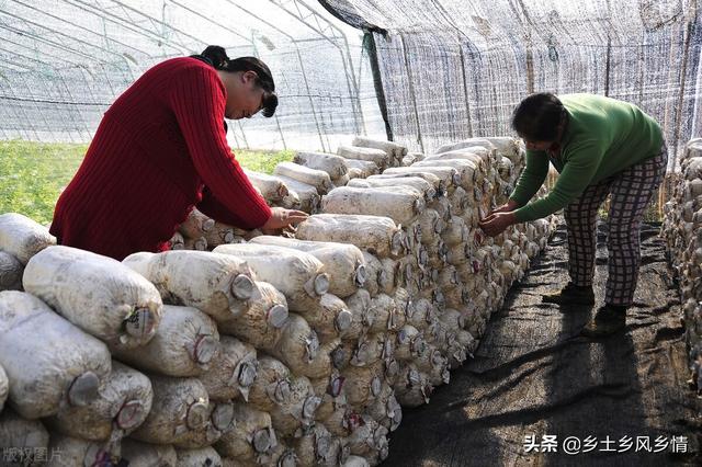 种植什么最赚钱