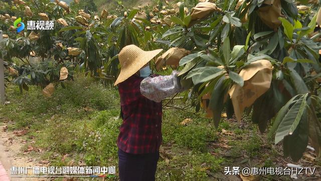 博罗打造“一村一品”黄竹村的枇杷熟了