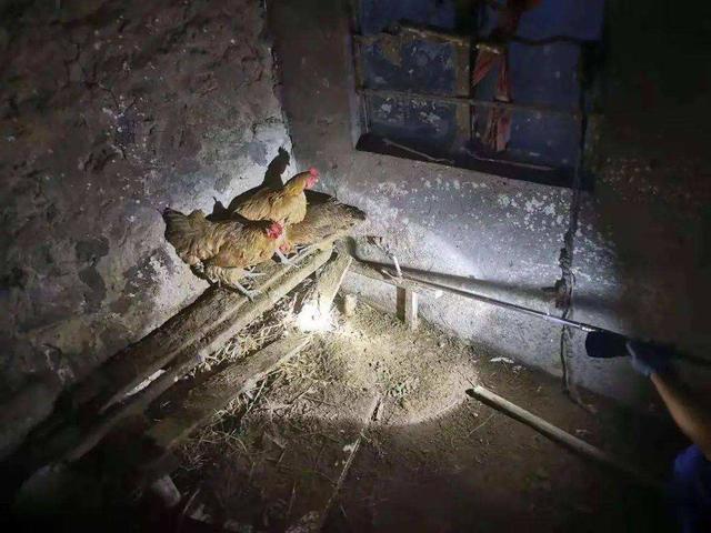 3条剧毒眼镜蛇现身江西祠堂，被抓时正在晒太阳，根本不怕雄黄