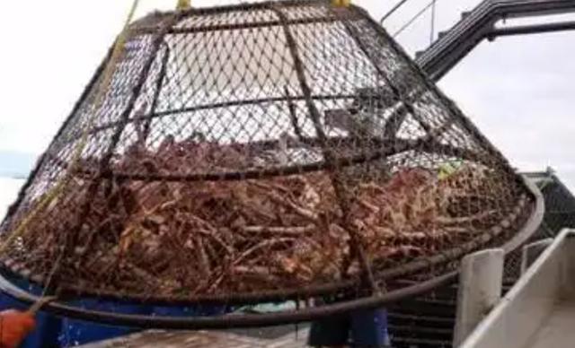 帝王蟹有多可怕？席卷欧洲还入侵南极，每吃一只都是在拯救世界