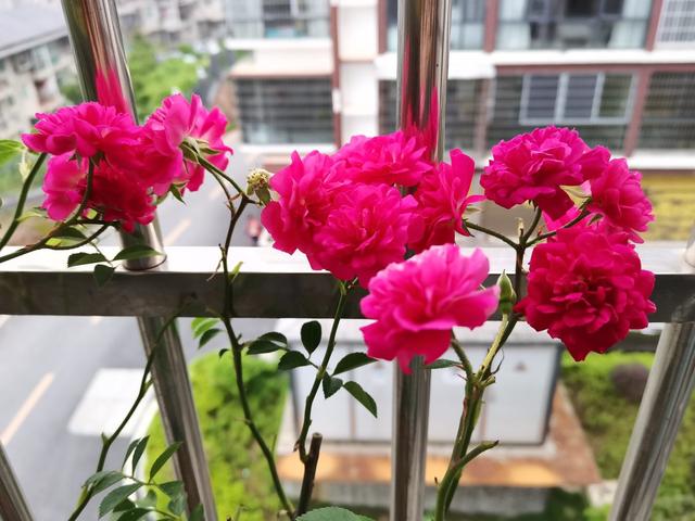 3月抓紧剪枝条，一个月后就爆花，长势迅猛摁都摁不住