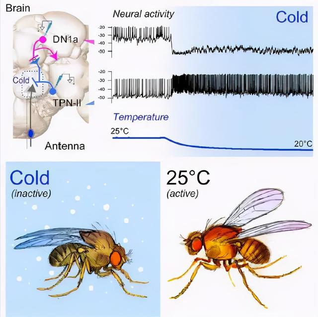 为什么冬天起床更困难？找到科学解释了