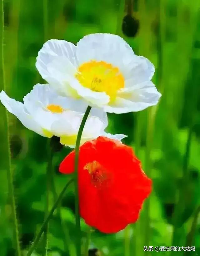 花开不是为了花落，而是为了绽放