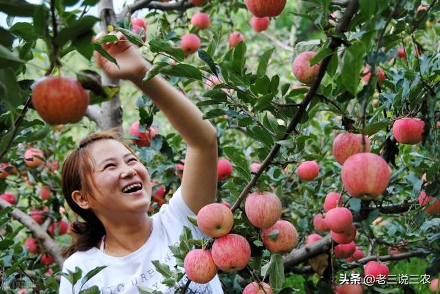 糖精与米糠搭配，给苹果树一撒，果多果甜果大，助力亩产1万斤