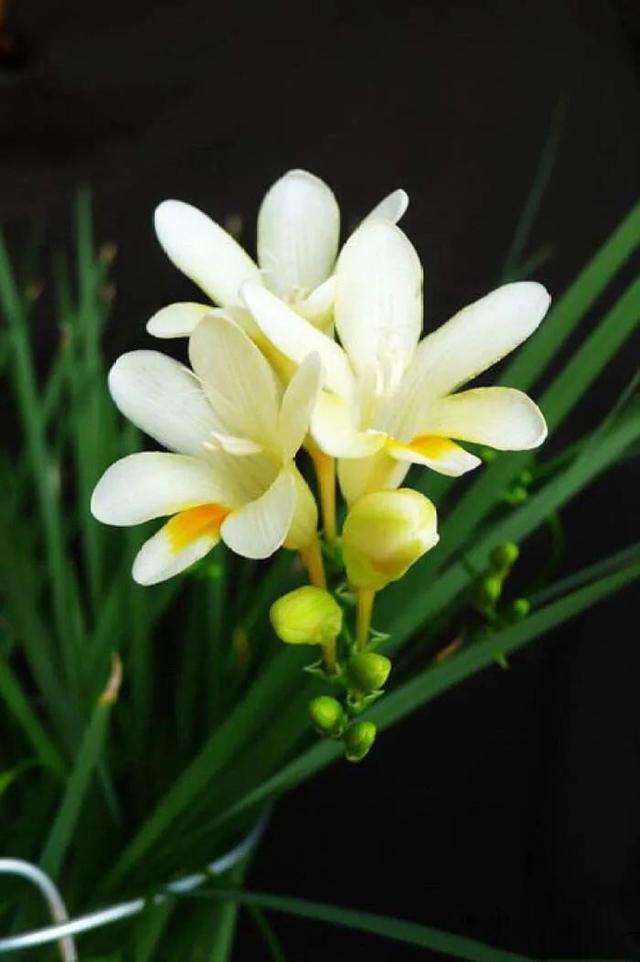 分享图片，芬芳美丽香雪兰