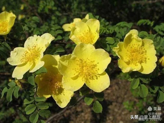 四月麟游 陌上花开