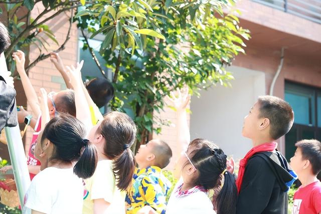 赚积分，换枇杷！行远小学开展“夏耘尝果季”劳动教育课程