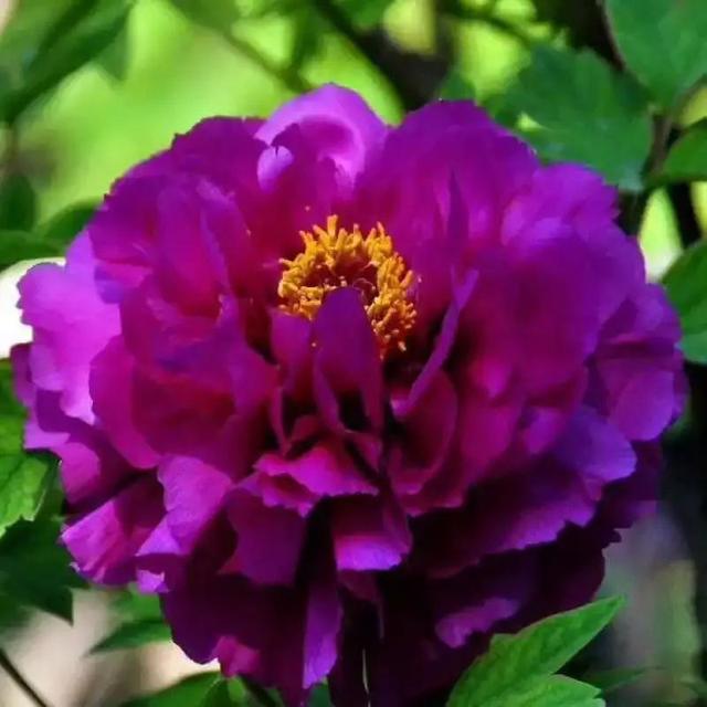 外形特征:紫色牡丹小叶为宽卵形,花瓣为淡紫色