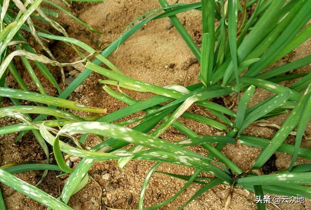 韭菜灰霉病如何防治？选生物农药，或用嘧霉胺等化学药剂防治