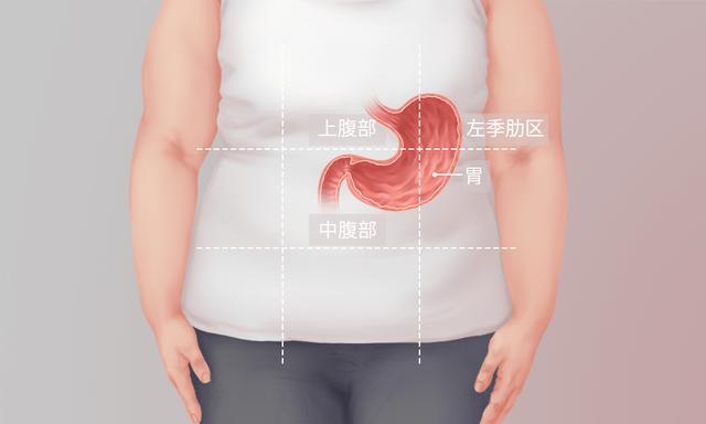 胃部位置图片（胃的位置靠左还是靠右）