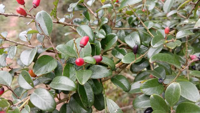 山里的“勾儿茶”是茶吗？枝叶煮水泡脚，舒筋活血