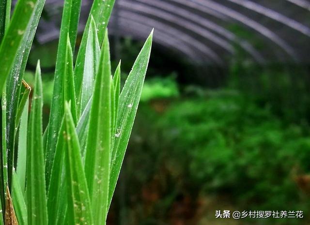 微生物肥养兰花？兰友：究竟与化肥有什么区别，又有什么关系？9