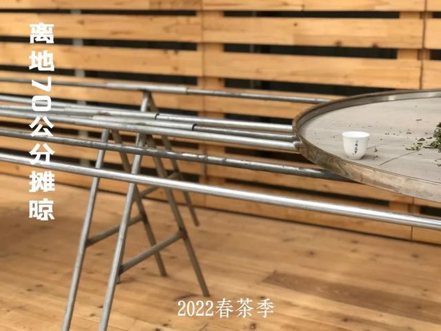 白茶晒一晒，防潮又提香？别傻了，再这么存白茶就废了
