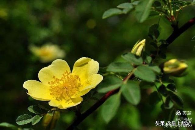 四月麟游 陌上花开