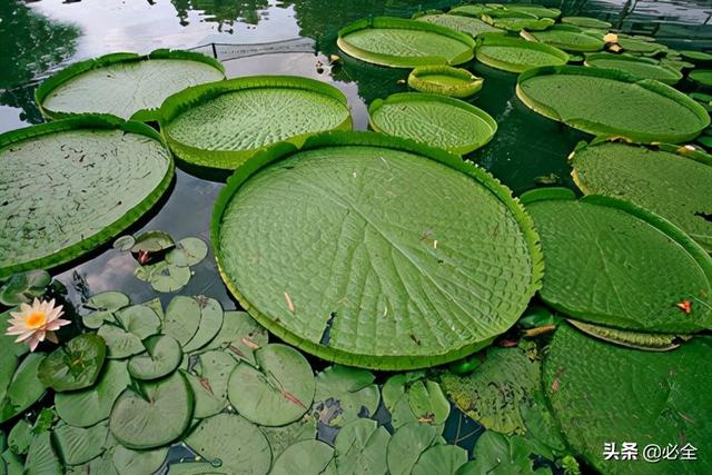 水生植物图片