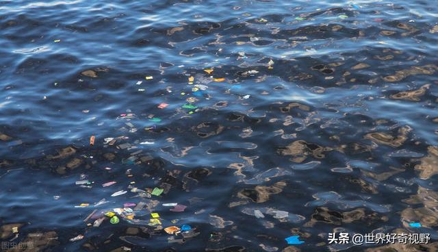 研究发现，全球各地的虫子正在进化到吃塑料