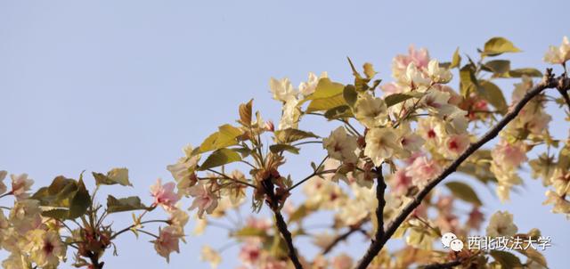 什么？在西法大，spring还有这个意思!