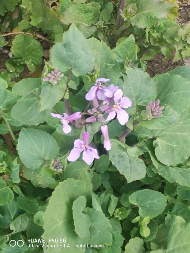 花红、柳绿