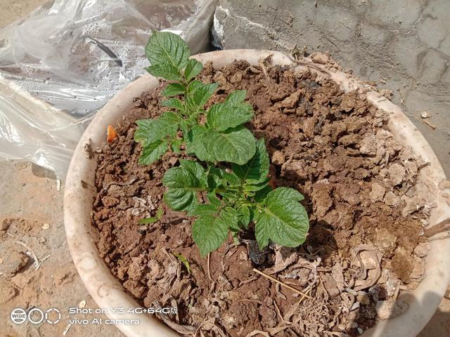 我在厂里种菜