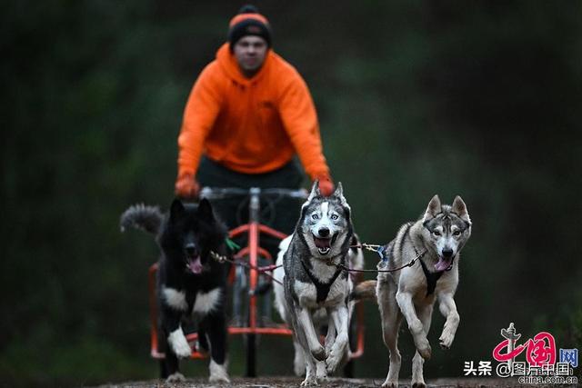 哈士奇俱乐部 哈士奇俱乐部（哈士奇乐园） 动物