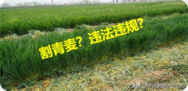 多地紧急排查割青麦事件，明确表态禁止割青麦行为