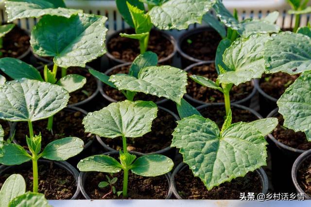 清明节快到了，这些瓜果蔬菜准备种植了，但要注意几点