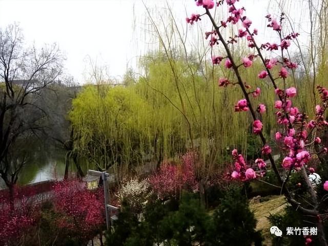 一剪春光满庭芳