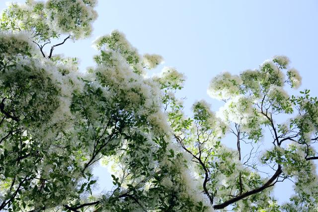 石大沟村流苏花进入盛开季节，满树白花，如覆霜盖雪