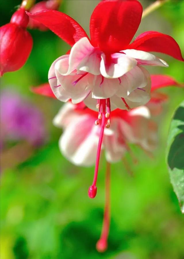 鲜花争艳，美景如画，令人心旷神怡