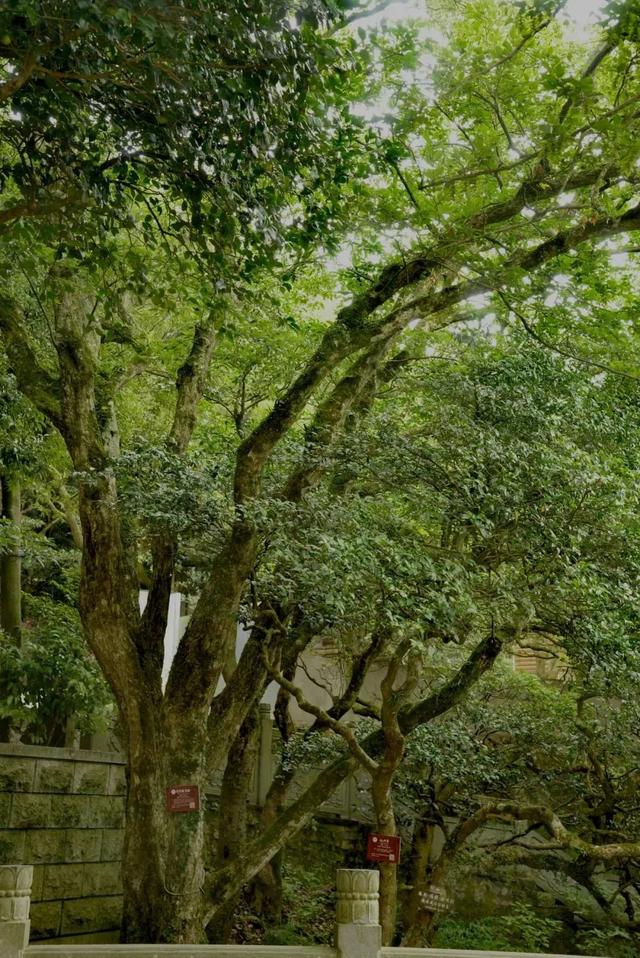 普陀山风景美不美（让普陀山的风景温暖你）(18)
