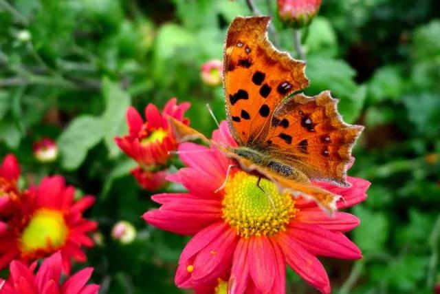 回顾春天百花争艳、招蜂引蝶图片大赏