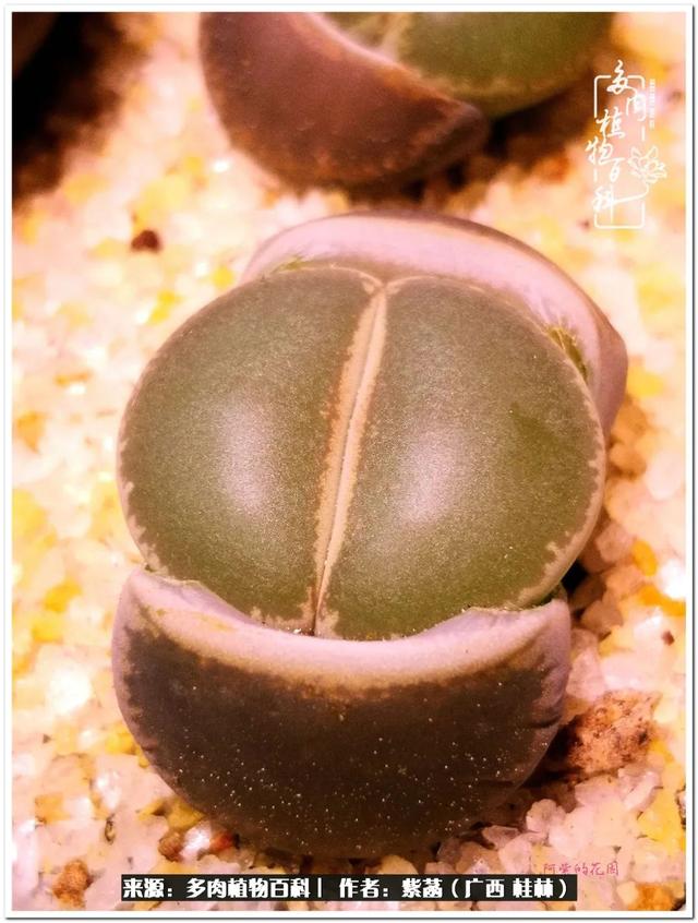 大型制砂机给力富贵机械