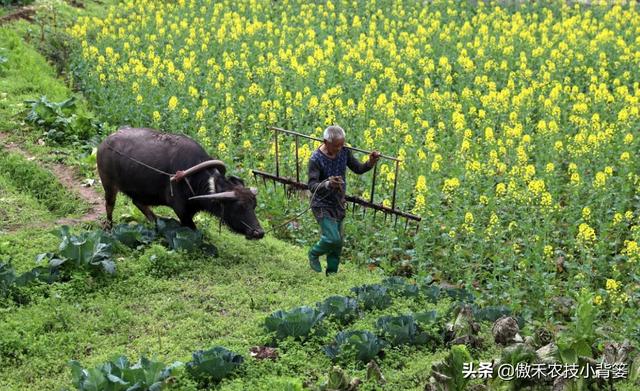 我国耕地土壤“南酸北碱”：酸性土壤和碱性土壤怎样施肥效果好？