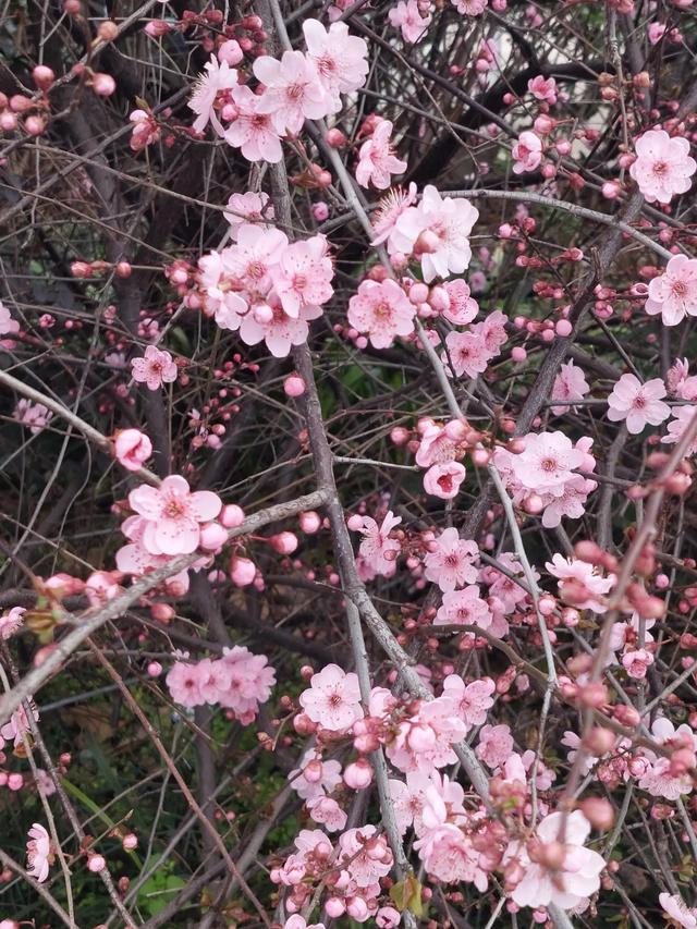 正当春花烂漫时