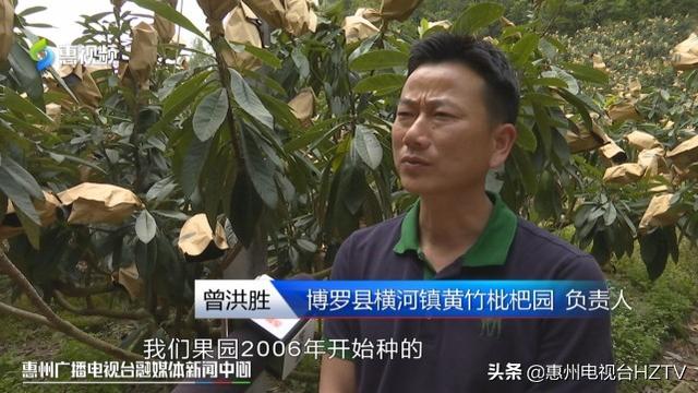 博罗打造“一村一品”黄竹村的枇杷熟了