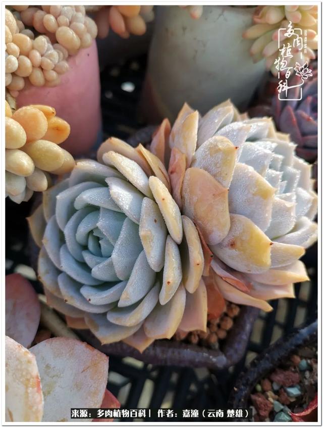 玉蝶铜芯电线价格表4平方,玉蝶铜芯线今日价格