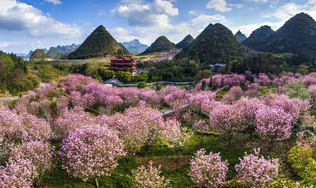 景區佔地面積為2407畝,擁有櫻花園,梅花園,民族文化美食園,奇香樓